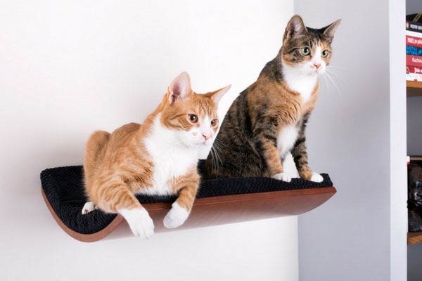 curved cat shelf