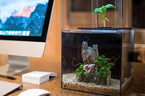 self sustaining desktop aquarium