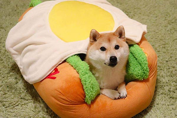hot-dog-bed-2.jpg