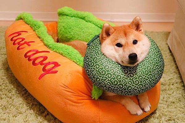 hot dog dog bed