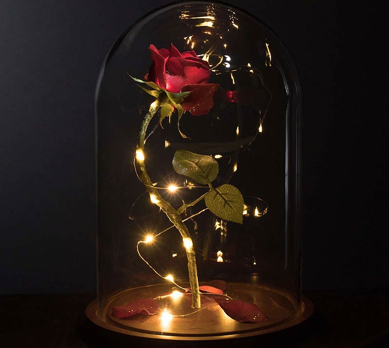 Enchanted Rose