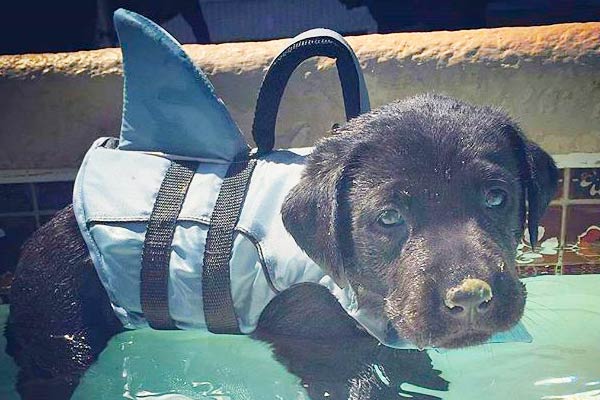 dog life jacket shark fin