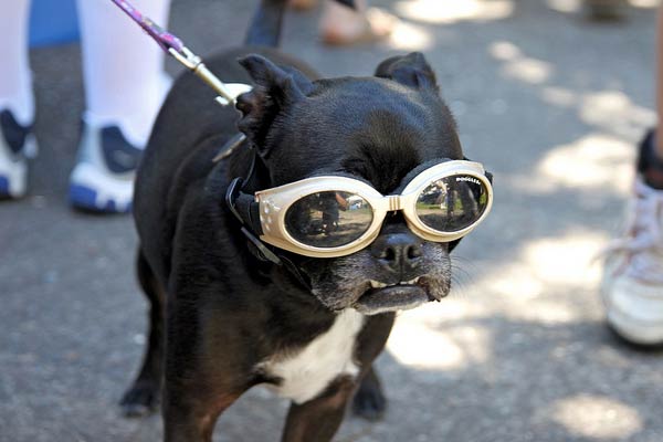 Eye Protecting Goggles for Pets