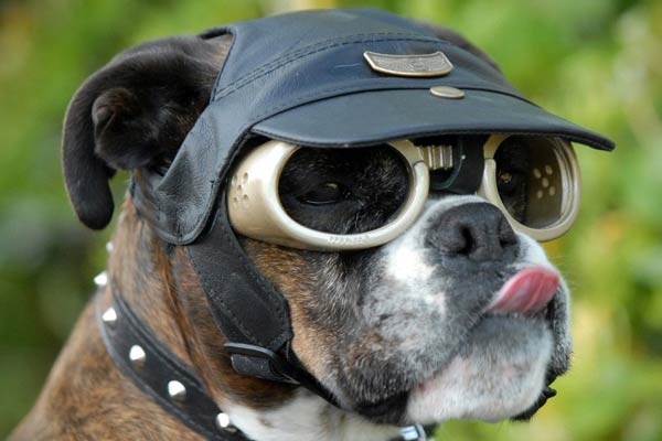 Eye Protecting Goggles for Pets