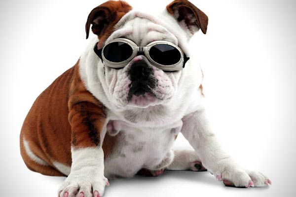 Eye Protecting Goggles for Pets