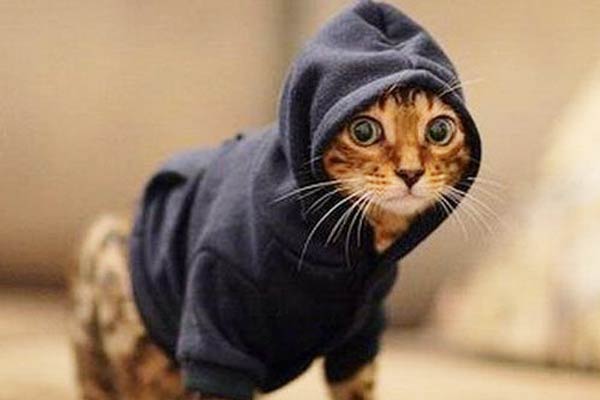 Pet Hoodies