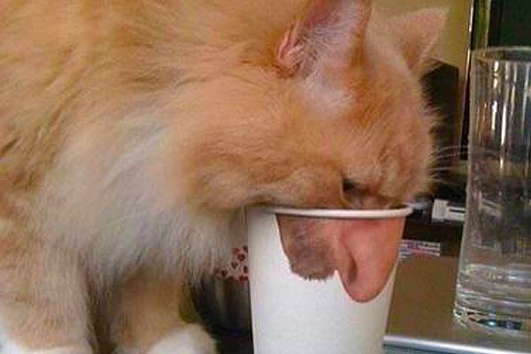 Pick Your Nose Paper Cups