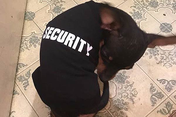 dog security outfit