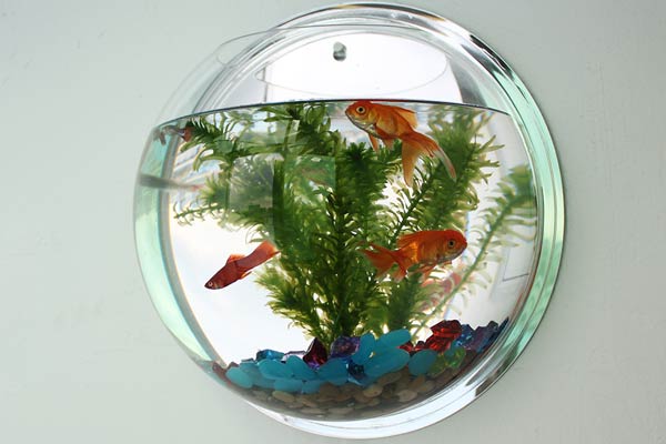 wall mounted fish bowl