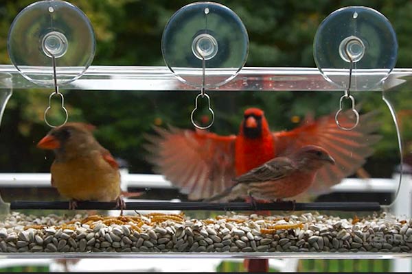 Transparent Window Bird Feeder I Need It